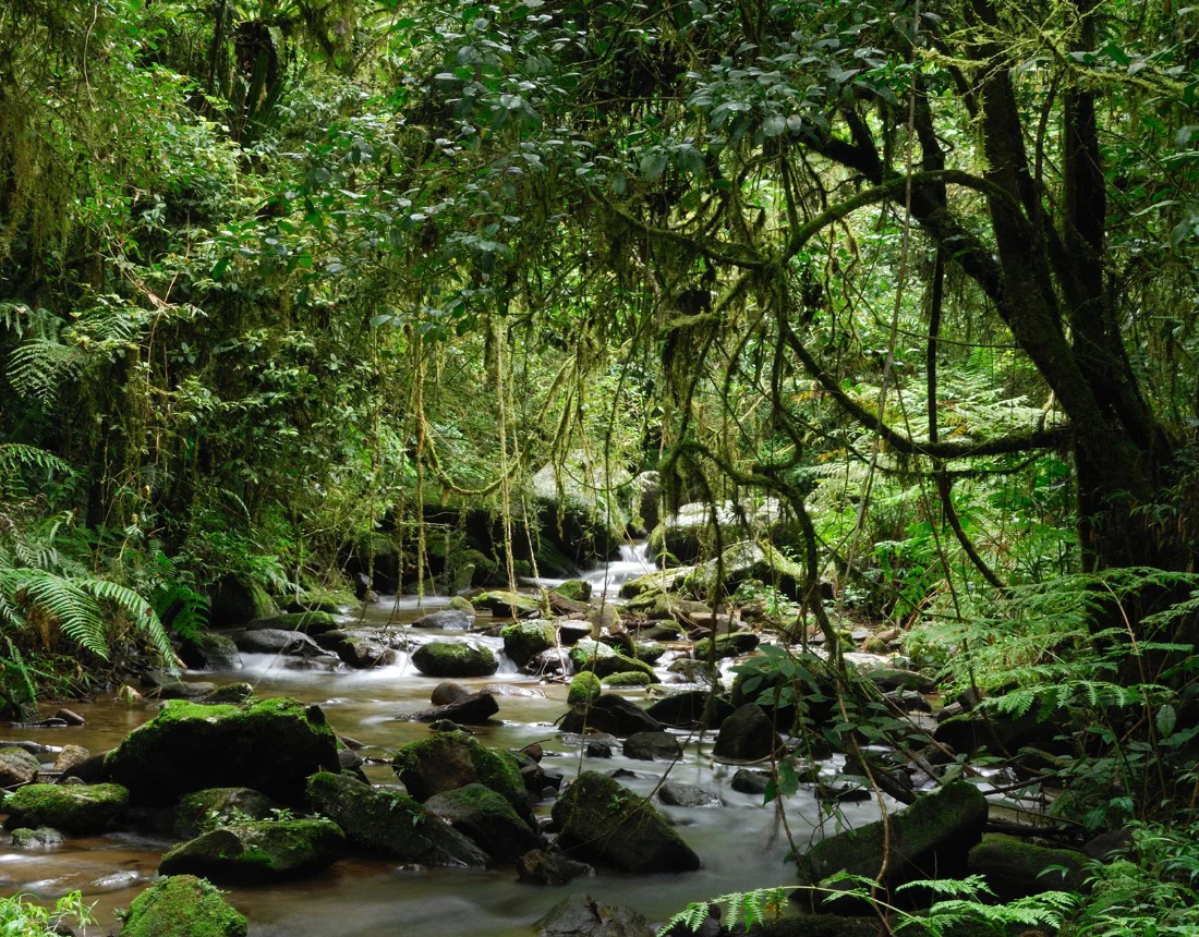Madagascar, a Unique Source of Natural Richness