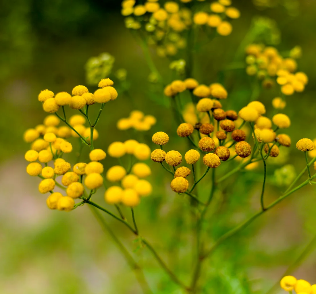 Revealing Madagascar’s Natural Excellence