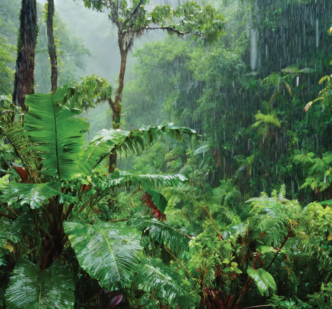 From humid tropical zones to cooler highland areas, each region expresses a unique botanical identity