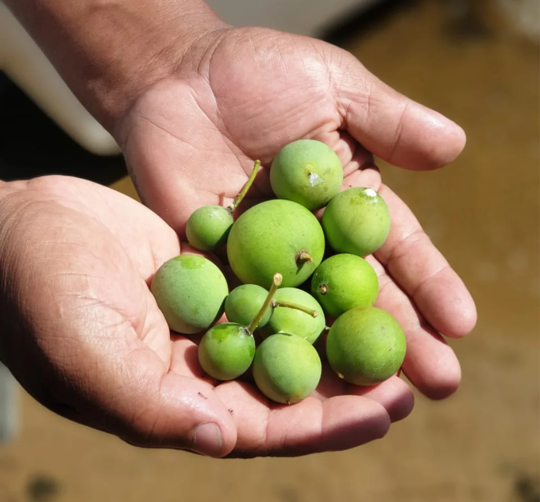 Harvesting at Optimal Maturity 2026