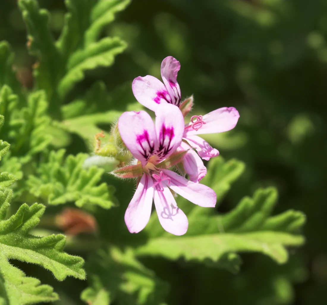 Organic Cultivation & Producer Support