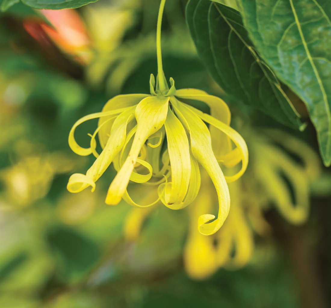 Terroir is also shaped by human knowledge